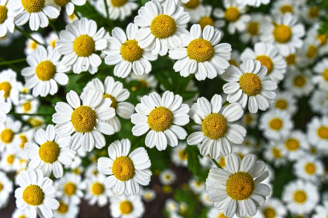 chamomile-gf1f452f82_1920.jpg