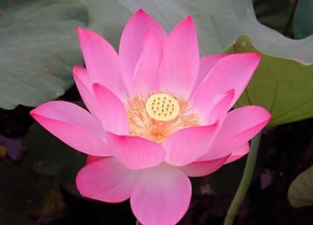 Lotus Flower - ChineseWhisper.Com purity life humility honor.jpg