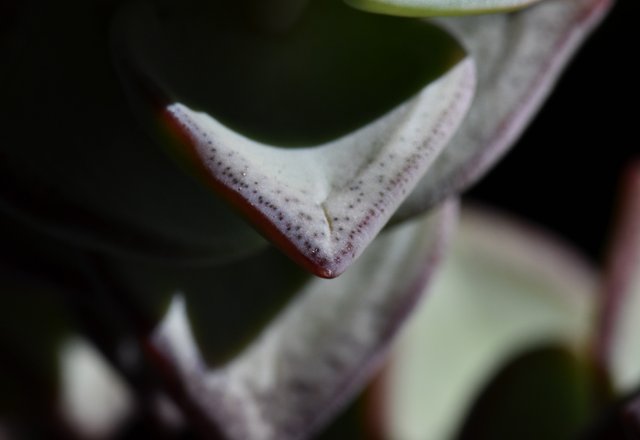 crassula perforata leaves 5.jpg