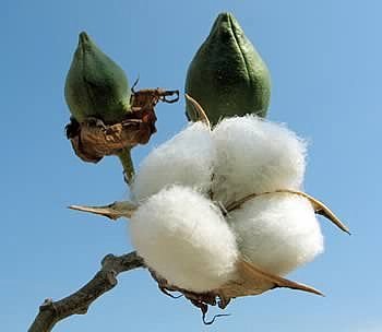 cotton-plant.jpg