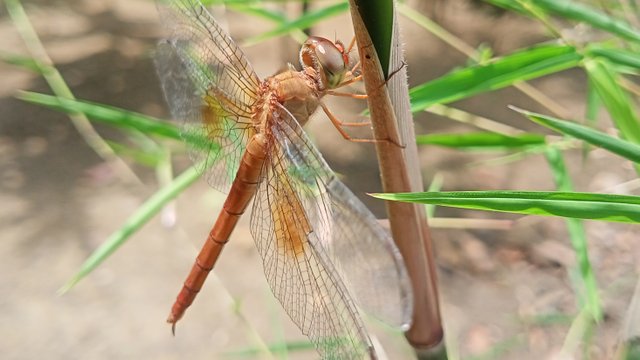 IMG_20250328_175652.jpg