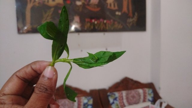 IMG_20220621_111412.jpg