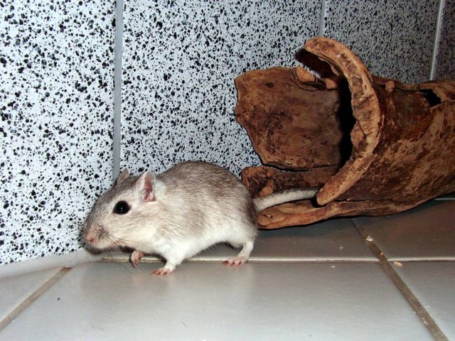 Rennmaus Bild des Tages