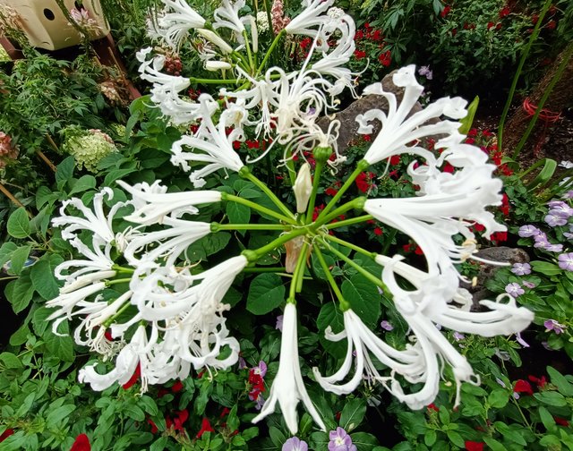 6 guernsey lily.jpg