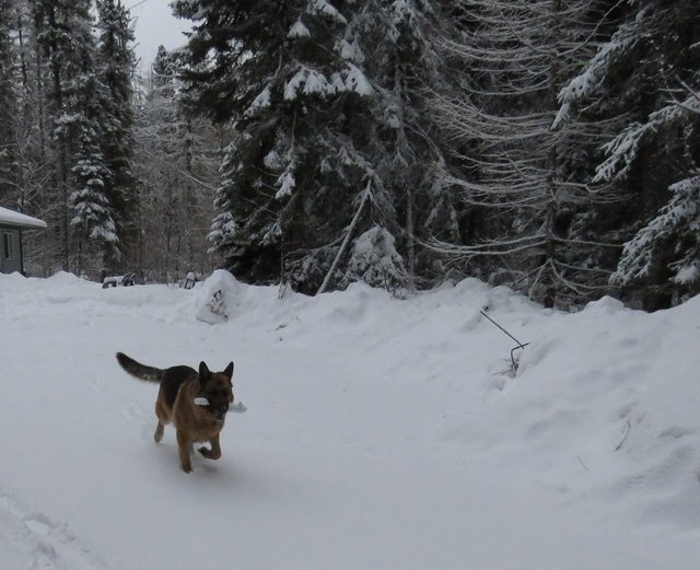 Bruno running with stick beside snowy spruce trees.JPG