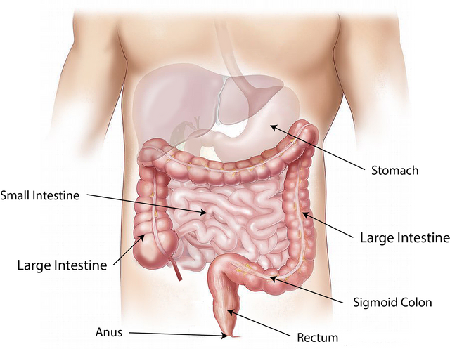 abdomen-1698565_1920.png