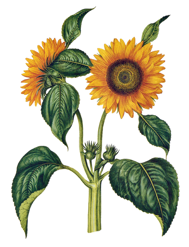 sunflower-6949379_1280.png