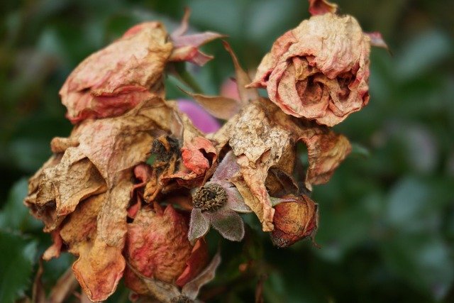 roses-6718538_640.jpg