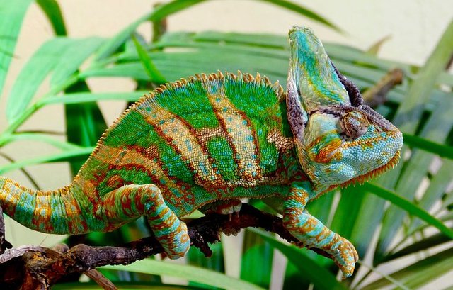 chameleon-2271870__480.jpg