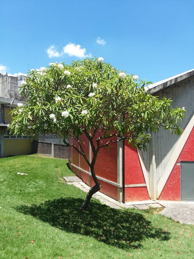 árbol de flor de mayo