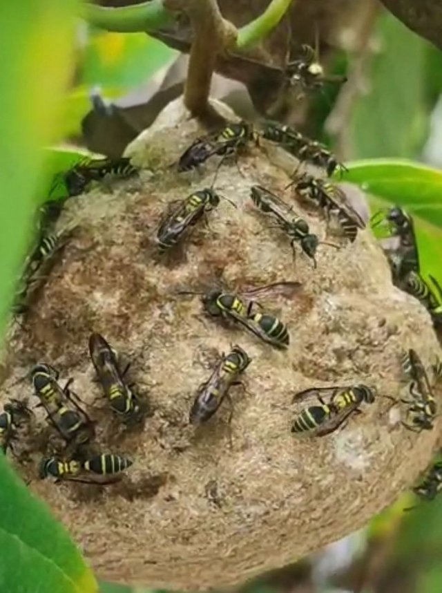 Abejas.jpg