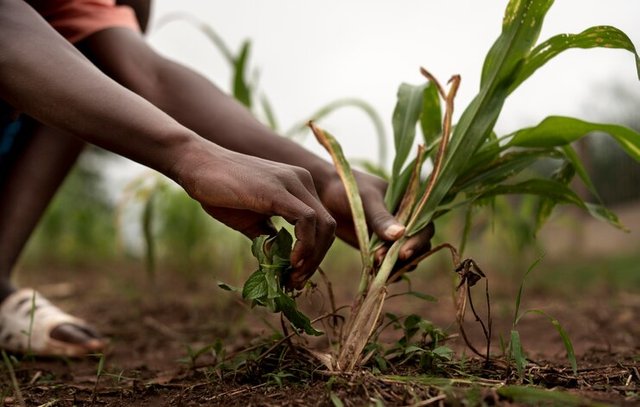 close-up-hands-holding-plants_23-2149142897.jpg