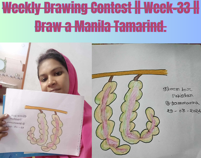 Weekly Drawing Contest  Week-33  Draw a Manila Tamarind..png