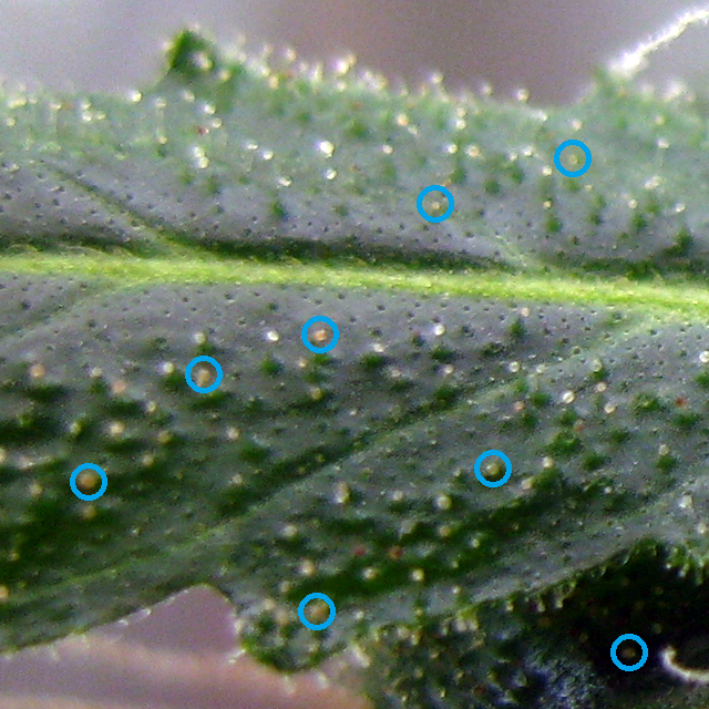 beauty trichome check yellow.png