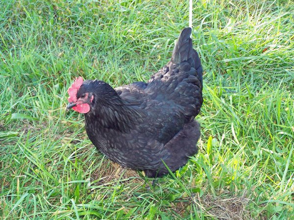 New layers - Australorp sheen1 crop September 2019.jpg