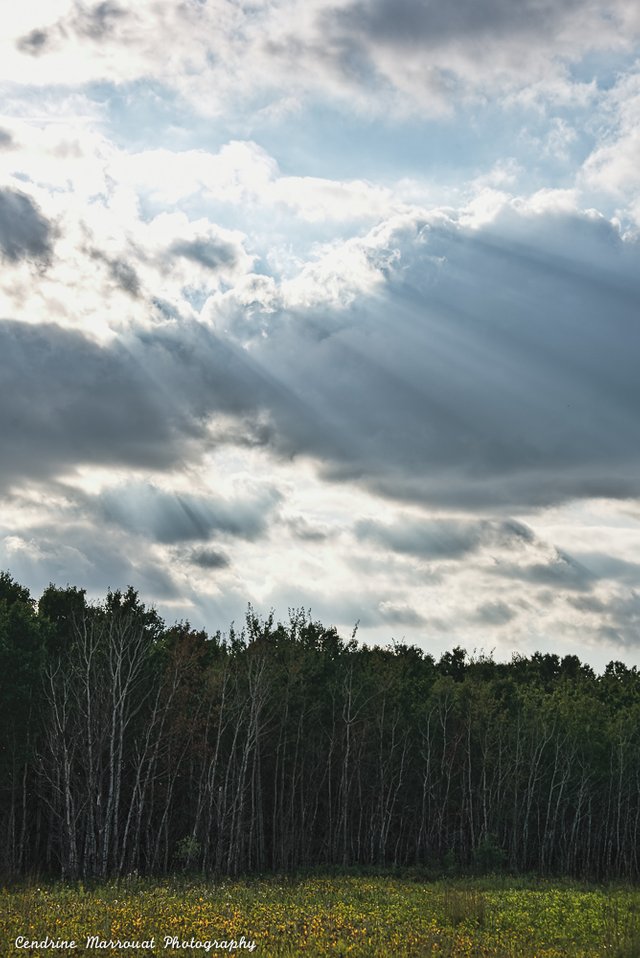 Assiniboine Forest 11 scaled.jpg