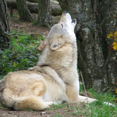 wolf howling.png
