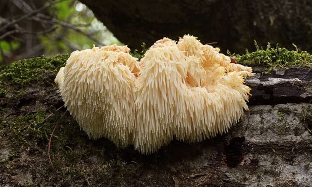 Growing-lions-mane.jpg