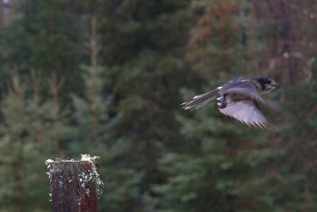 DSC_8728 - flyn to dry.jpg