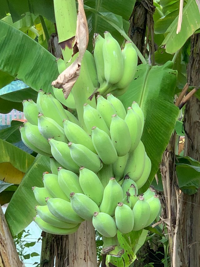 garden111.jpg