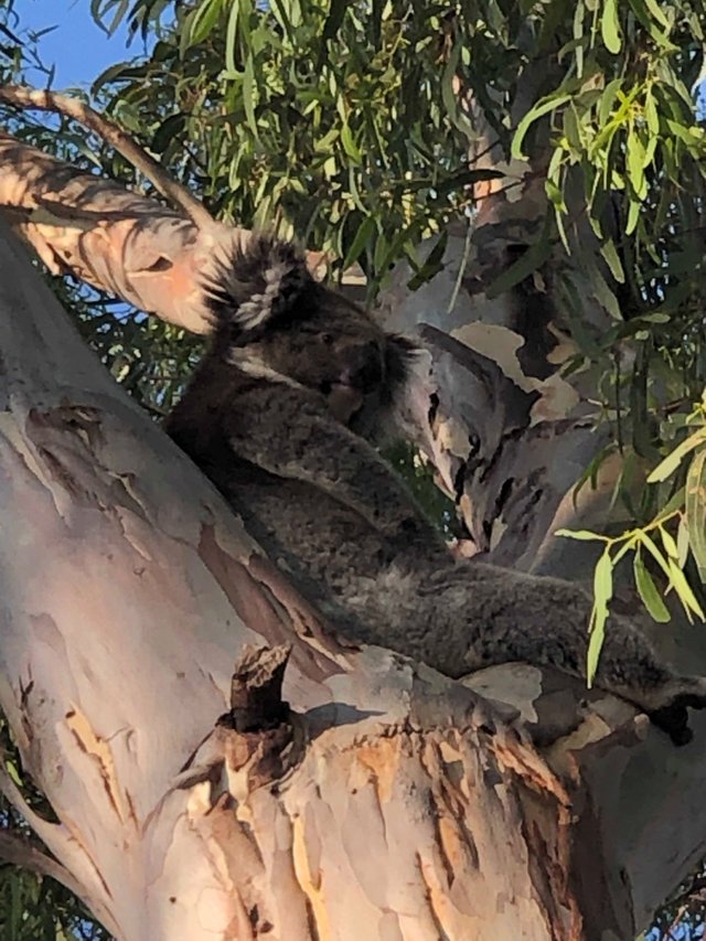 koala 2.jpg