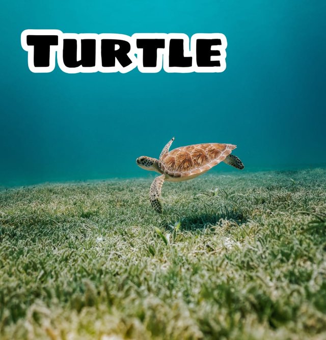 turtle.jpeg