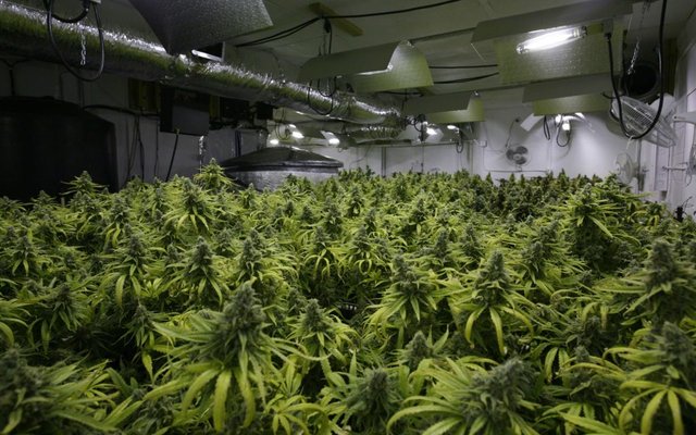 nico-colorado-potent-limit-pot-big-1024x640.jpg