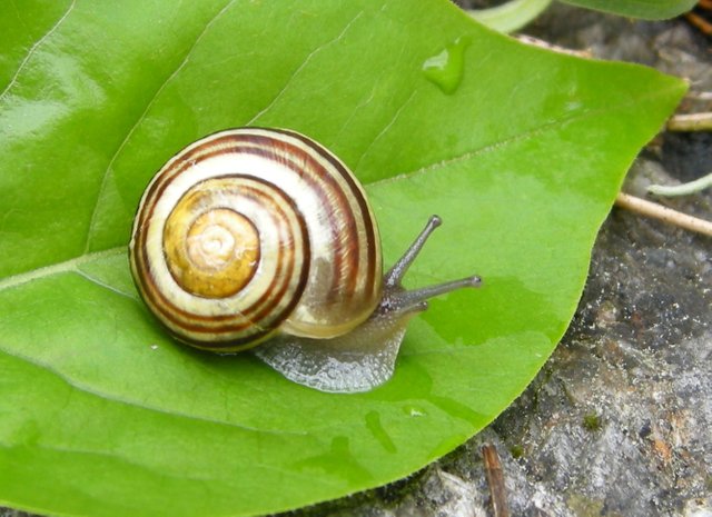 Cepaea_hortensis.JPG