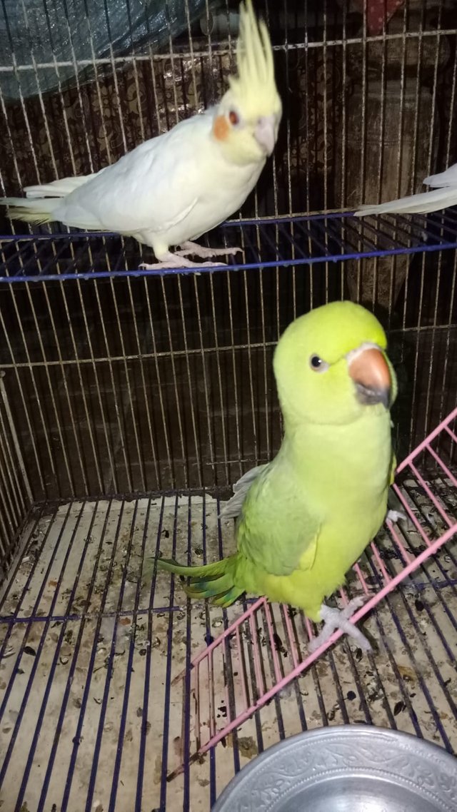 My Parrots.jpeg