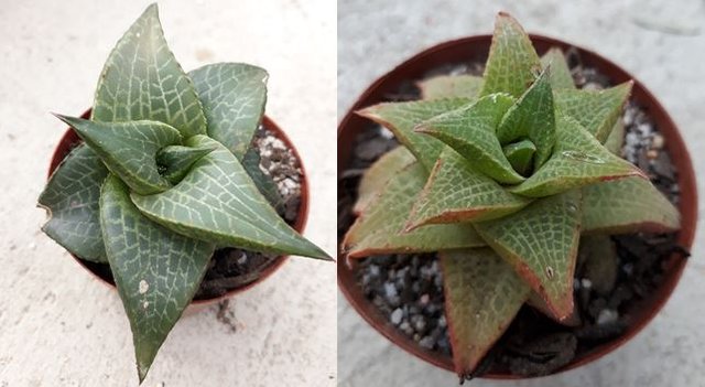 haworthia tesselata.JPG