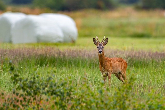 roe-deer-7354145_640.jpg