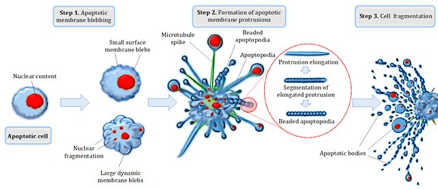 Apoptotic cell 2disassembly Aaron Smith, Michael AF Parkes, Georgia K Atkin-Smith, Rochelle Tixeira, Ivan KH Poon 4.0.jpg