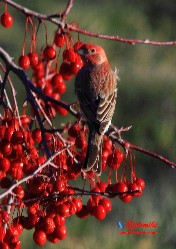 House Finch IMG_0219.JPG