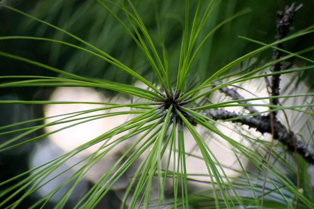 pine tree sunset backdrop.jpg