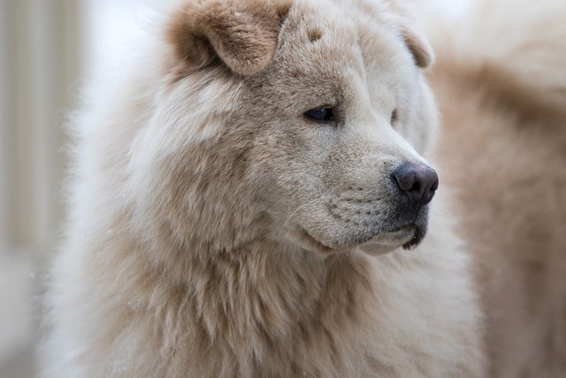chow-chow-6488846_1280.jpg