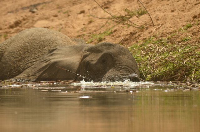 2.20 Poaching,Female elephant injured by poachers into leg,resting in the water, Arthur, Chad, 2017.jpg