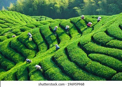 people-working-lush-fields-terraced-260nw-196959968.jpg