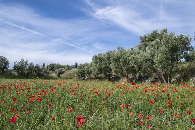 poppies-8759381_960_720.jpg