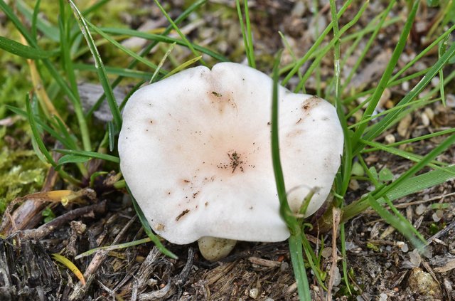 White marilyn mushroom 4.jpg