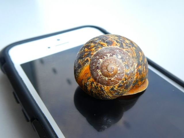 snail-iphone.JPG