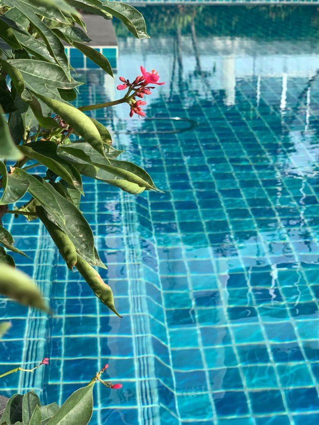 condominium’s swimming pool16.jpg