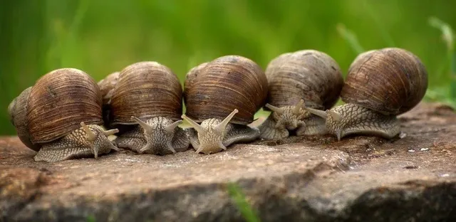 Snails.jpg