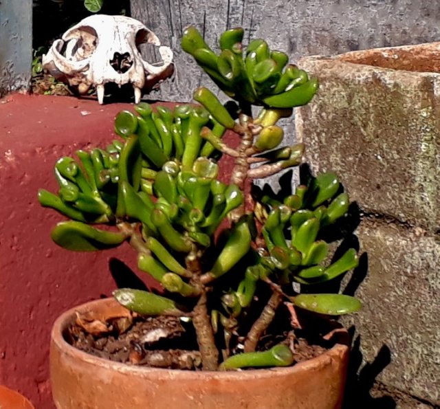 crassula gollum.jpg