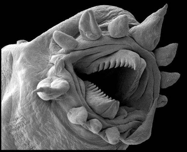 creatures-of-alien-origin_Hydrothermal-worm.jpg