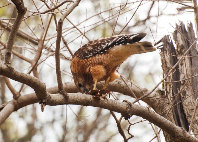 cherokeehawk2small.jpg