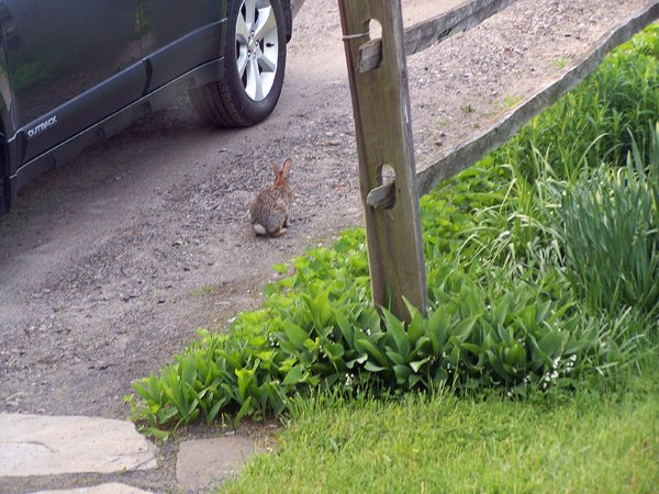 Bunny by violet bed1 crop May 2019.jpg