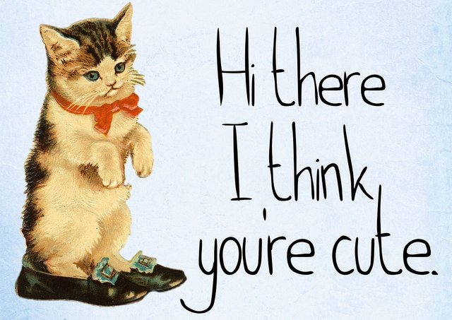 cat-hi there I think you are cute.jpg