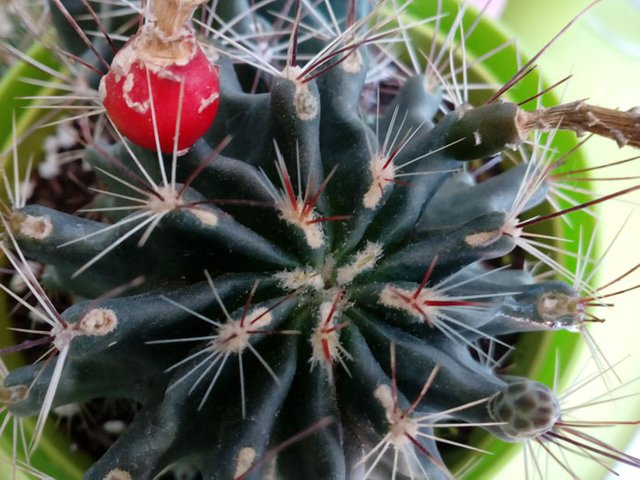 Hamatocactus-setispinus-ароматный-(23)---+++.jpg