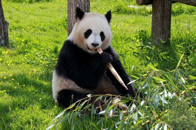 panda-206297_1280.jpg