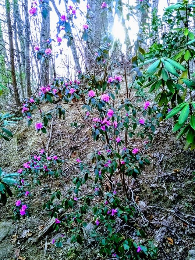 first rhododendren of the season..jpg